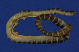闊帶青斑海蛇 （TMRS-0426）
