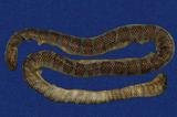 闊帶青斑海蛇 （TMRS-0427）