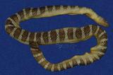 闊帶青斑海蛇 （TMRS-0429）
