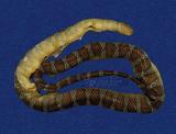 闊帶青斑海蛇 （TMRS-0433）