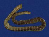 闊帶青斑海蛇 （TMRS-0438）