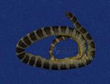 闊帶青斑海蛇 （TMRS-0439）