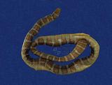 闊帶青斑海蛇 （TMRS-0441）