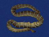 闊帶青斑海蛇 （TMRS-0443）