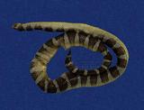 闊帶青斑海蛇 （TMRS-0445）