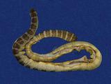 闊帶青斑海蛇 （TMRS-0447）