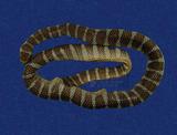 闊帶青斑海蛇 （TMRS-0451）