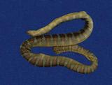 闊帶青斑海蛇 （TMRS-0453）