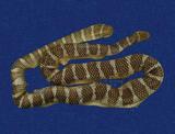 闊帶青斑海蛇 （TMRS-0454）