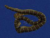 闊帶青斑海蛇 （TMRS-0455）
