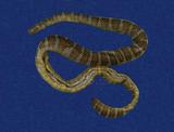 闊帶青斑海蛇 （TMRS-0456）