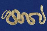 紅竹蛇 （TMRS-0524）