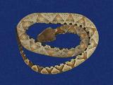 百步蛇 （TMRS-0555）