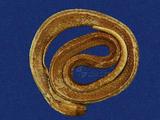 眼鏡蛇 （TMRS-0564）