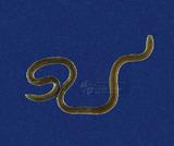 盲蛇 （TMRS-0596）