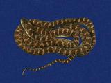 紅斑蛇 （TMRS-0608）