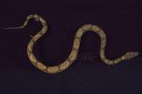 百步蛇 （TMRS-0642）