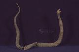 眼鏡蛇 （TMRS-0651）