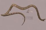 蟒蛇 （TMRS-0653）