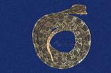 外國蛇 （TMRS-0656）