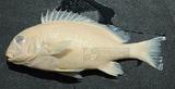 pt]ǦWGPlectorhinchus lessonii^