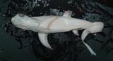 深海狐鮫（學名：Alopias superciliosus）