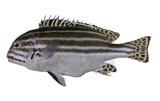 pt]ǦWGPlectorhinchus lessonii^