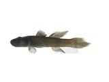 jk?]ǦWGRhinogobius gigas^