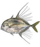 wY?]ǦWGCarangoides hedlandensis^