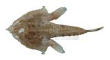 環紋海蝠魚（學名：Malthopsis annulifera）
