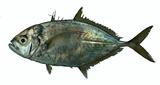 aY?]ǦWGCarangoides plagiotaenia^