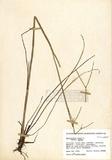 Ranunculus acris L. subsp. acris L. ]TAIM-H001276^