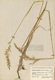 Avenula pubescens (Hudson) Dumort ]TAIM-H001277^