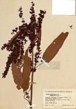 Rumex longifolia DC. obtusifolius L ]TAIM-H001329^
