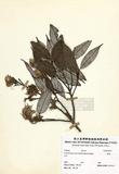黑櫟 （TAIM-H001616）