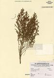 Aspalathus obtusifolia R.Dahlgren ]TAIM-H002302^
