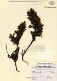Aspalathus cephalotes Thunb. Subsp. violacea R.Dahlgren  ]TAIM-H002304^