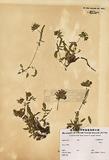 Anthyllis vulneraria L. rubriflora (DC.)Arcang. ]TAIM-H002360^