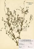 Psoralea tenuiflora Pursh ]TAIM-H002367^