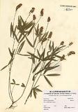 Psoralea tenuiflora Pursh ]TAIM-H002368^