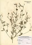 Psoralea tenuiflora Pursh ]TAIM-H002369^