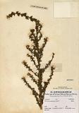 Adenocarpus mannii (Hook.f.) Hook.f. （TAIM-H002402）