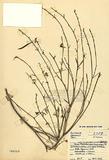 Tephrosia capensis (Jacq.) Pers. ]TAIM-H002405^