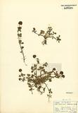 Trifolium badium Schreb. ]TAIM-H002408^