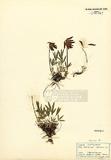 Trifolium alpinum ...
