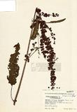 Rumex longifolia DC. obtusifolius L ]TAIM-H004508^