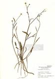 Ranunculus flammula L. ]TAIM-H004557^