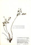 Potentilla thuringiaca Bernh. Ex Link （TAIM-H004560）