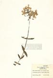 Phlox divaricata L. var. lamphamii Wood ]TAIM-H004580^