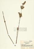 Froelichia gracilis ]TAIM-H004586^